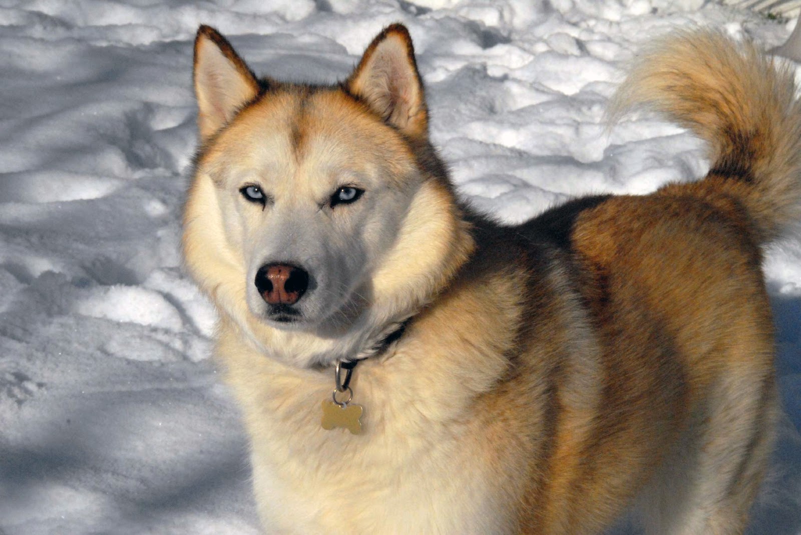 Siberian_Husky.jpg