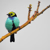 Paradise Tanager