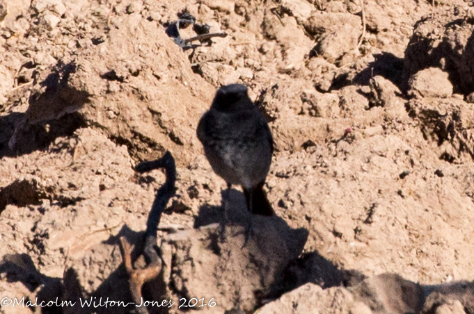 Black Redstart; Curruca Capirotada