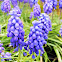 Grape hyacinth