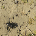 Ground Beetle