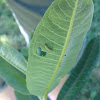 2nd instar monarch caterpillar