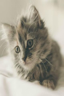 Cats. Free cats wallpapers - náhled