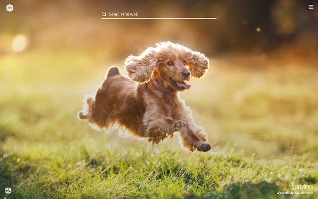 My Spaniel Dog & Puppy HD Wallpapers