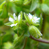 Chickweed