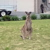 Eastern Grey Kangaroo