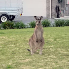 Eastern Grey Kangaroo