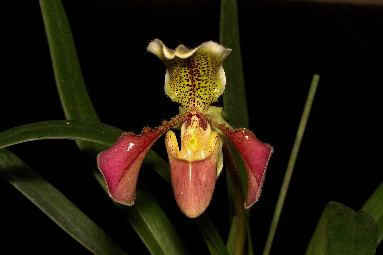 Paphiopedilum Van Dijk 5I-z0_vlIGtCYrk8wpy95YoHqDP_G1aQCvJ6ovOURLG9yJNQ-dQ1moAgvr1YXTDDBvsxkpp0qdh41LHvBWXn4HiP3xaEl8lDYPkfdzc9hmm59MNHH-RFdgoK-KIfWYFAAgmBtRk-hHJVgmcwGMBsAwhboA0kJb9iVUgdpaPmiRVLlWM1_-eSOjADFVmhW6hxZc6z_kWsRfxxE8vzZx8mJsmot6UyfdQpmex7eKOPnTYHTyxSn9ewYij40LB0MIIWb_VnGD-0-50EVHmpyBPIEBw-e5zQrTpkd2XBGoHUoFI7sHx1ThP_tgm-gNGScxsj652uw2r1JqSEYEbLfc4qrCAaF59gqWNS-lvYSl0ixGTUEOJsUuhV9i_XA1f1PPGNwQYg4g6CdzWsd8ZyaDtUHkw0CqPSYCuMuGkC0slIjOZCckke7o7H3YWMStCQznQc3USDNVbk3jH_8rEbH31WM_vosEtpcvIXpDZrjTrZbRzoHiHWvqfg_S2cyScHKkxjs1vpsfylSr4-nwZOGC6suOZCEGZVkp1QpGG7Rlap86K1roKiNsnmzrAjZqiSBvExl-bN2FoEgqJm5Lc9JyIqKx-hFomjoK0p0Qs57v9c3HLfzYKOPDnK9_sFwK3pHXntzZX7R5a0wy5XZE3bvS8NQjzz5dmSB0s8mjLn=w1611-h1073-no