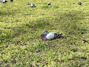 あんこもちの雑談