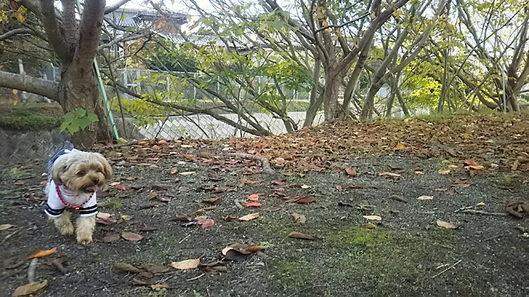 ヴィッツのドライブ散歩・紅葉に関するカスタム事例の投稿画像3枚目