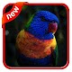 Download Wallpaper Bird For PC Windows and Mac 1.0