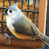 tuffed titmouse