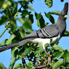 White-bellied Go-away-bird