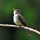 Willow flycatcher