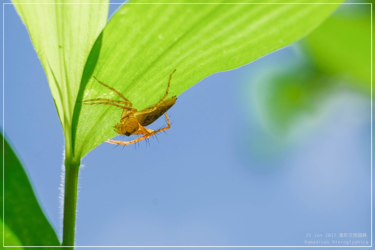 Hamadruas hieroglyphica 象形文樹貓蛛