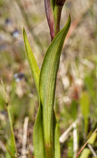 Serapias parviflora