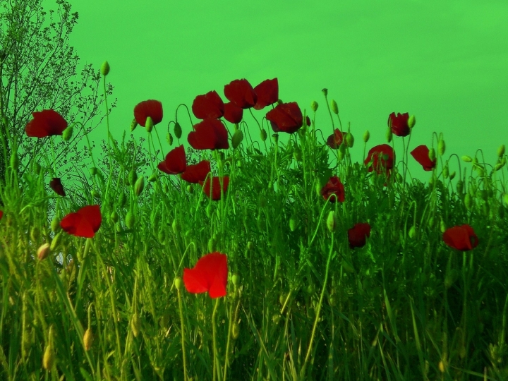 Contrasti di colori.... di Wilmanna