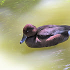 Ferruginous duck