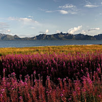 Le isole Lofoten di 