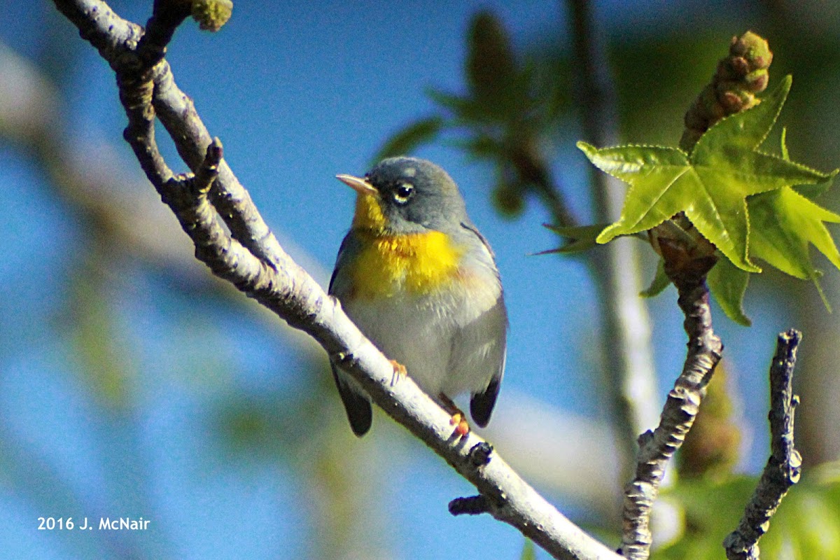 Northern Parula Warbler