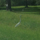 Great egret