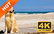 Golden Retriever HD Wallpapers Pet Hot Topics small promo image