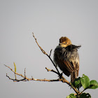 Rattling cisticola