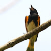 American redstart