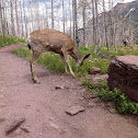 Mule Deer