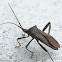 Leaf-Footed Bug