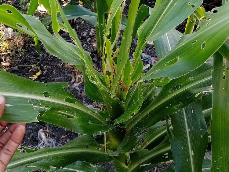 Pests like the one destroying this crop on May 24, 2023 are usually absent during rainy seasons.