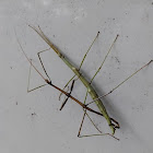 Devil's Walking Sticks (mating)