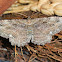 Barberry geometer moth