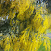 Yellow wattle