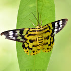 False Tiger Moth