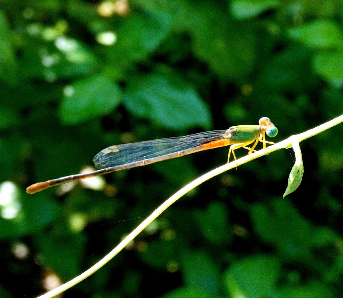 Orange-tailed marsh dart