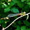 Orange-tailed marsh dart