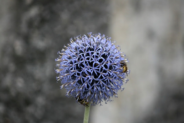 Naturali rotondità. di Petruzzo