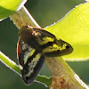 Ricaniid Planthopper