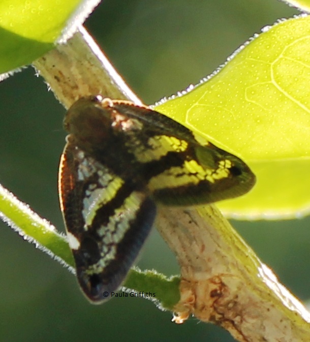 Ricaniid Planthopper