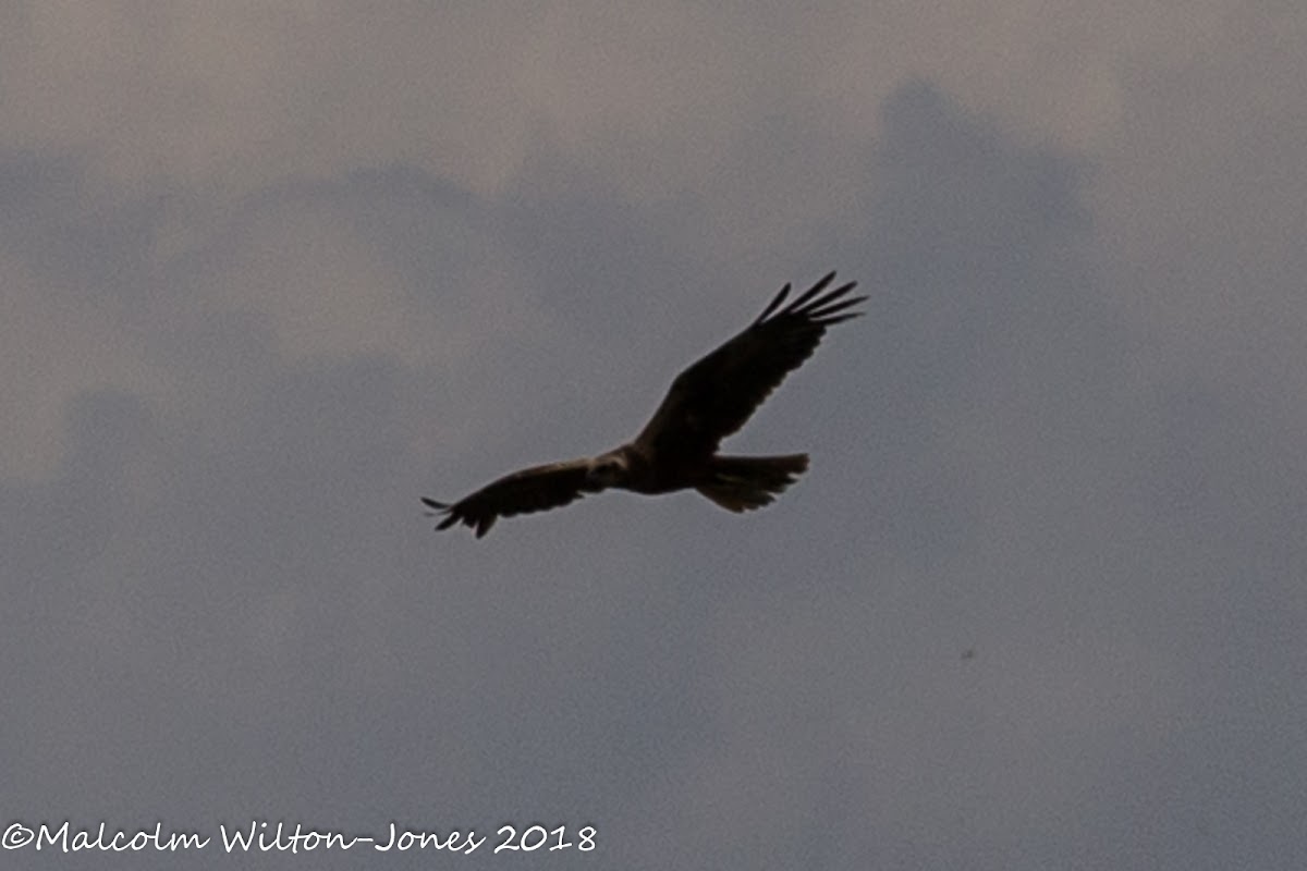 Marsh Harrier; Aguilucho Lagunero