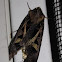 Feltia Moth