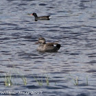 Gadwall; Anade Friso