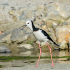 Pied Stilt