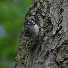 Black-and-White Warbler