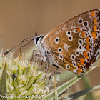 Southern Brown Argus