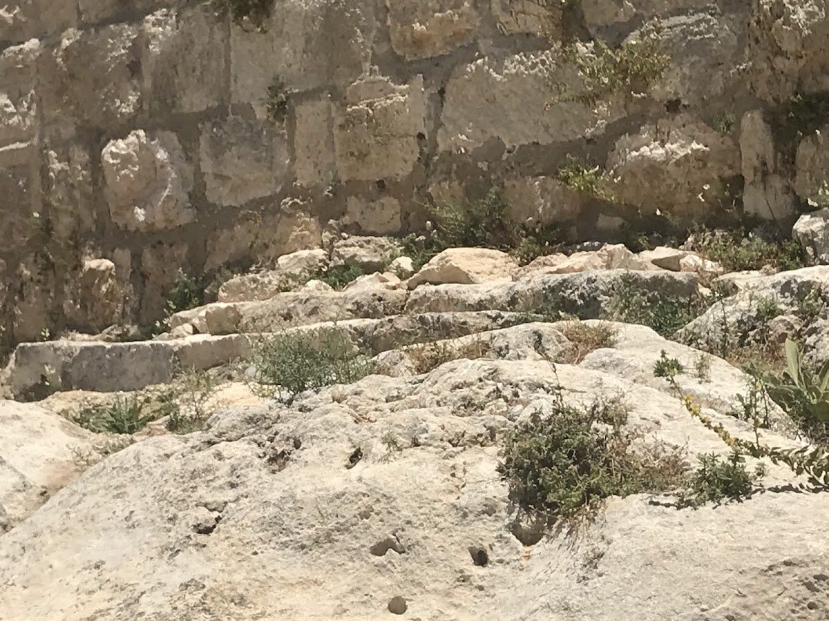 Steps to Judgment Seat and Entrance to Praetorium and Herod's Palace