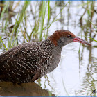 Slaty-breasted Rail