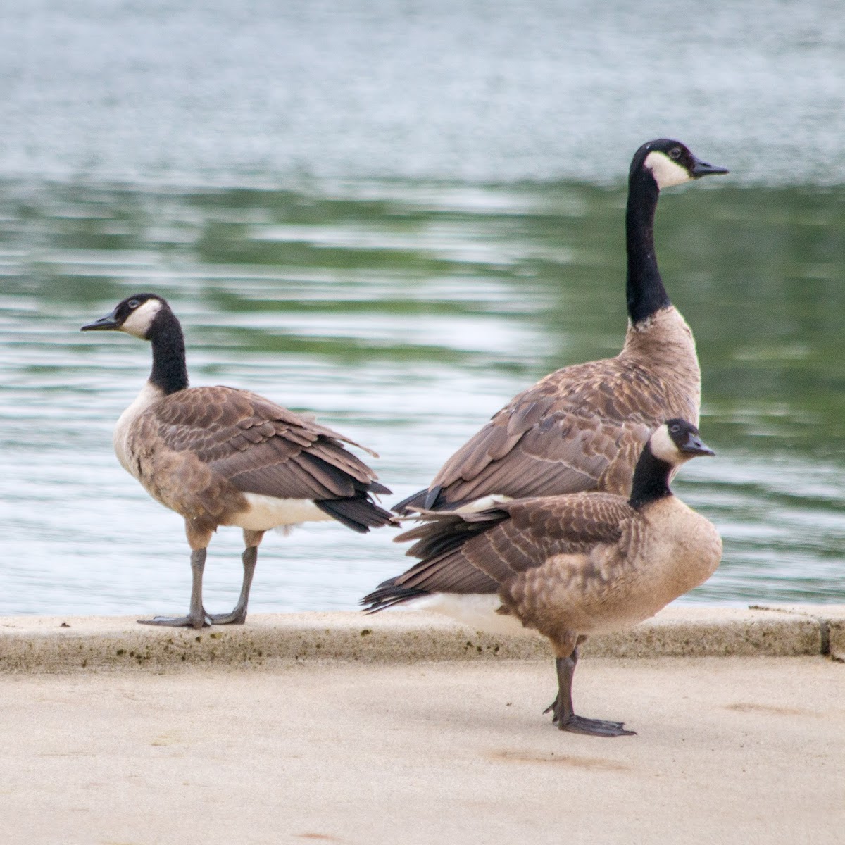 Canada goose