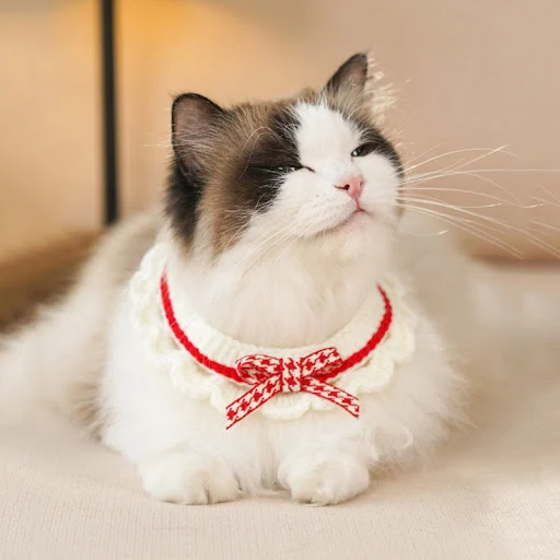 Cute Pet Cat Saliva Towel Hand-knitted Adjustable Kitten Cat Puppy Bow-knot Collar Pet Cat Decorative Collar Kitten Acce